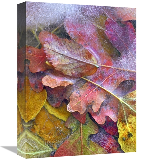 Global Gallery GCS-452229-1216-142 12 x 16 in. Frozen Autumn Leaves&#4