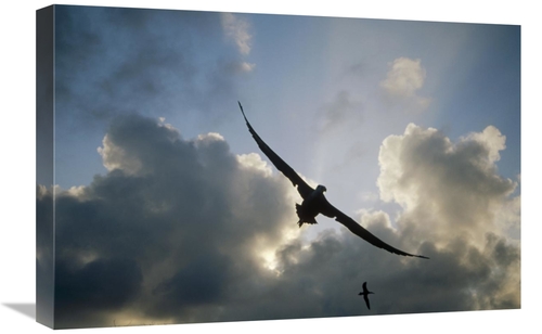 Global Gallery GCS-451365-1624-142 16 x 24 in. Waved Albatross Flying 