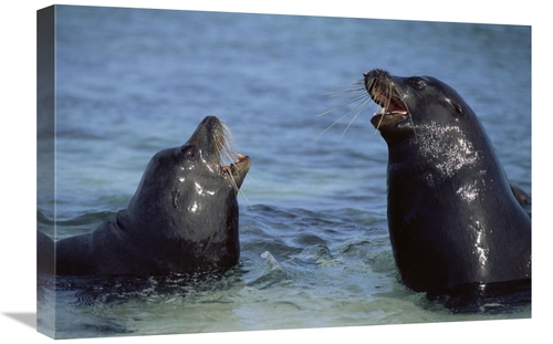 Global Gallery GCS-451077-1624-142 16 x 24 in. Galapagos Sea Lion Bull