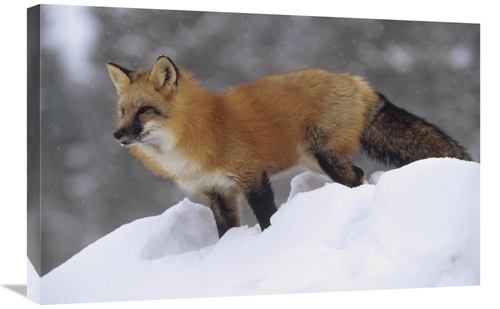 Global Gallery GCS-451962-2030-142 20 x 30 in. Red Fox Standing At the