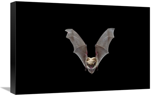 Global Gallery GCS-395718-1624-142 16 x 24 in. Yuma Myotis Bat, Fe