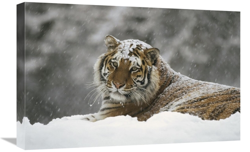 16 x 24 in. Siberian Tiger Portrait in Snow Storm, Siberian Tiger 