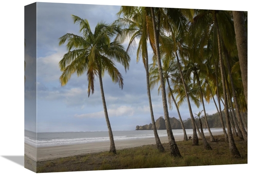 Global Gallery GCS-396143-1216-142 12 x 16 in. Palm Trees Line Carillo