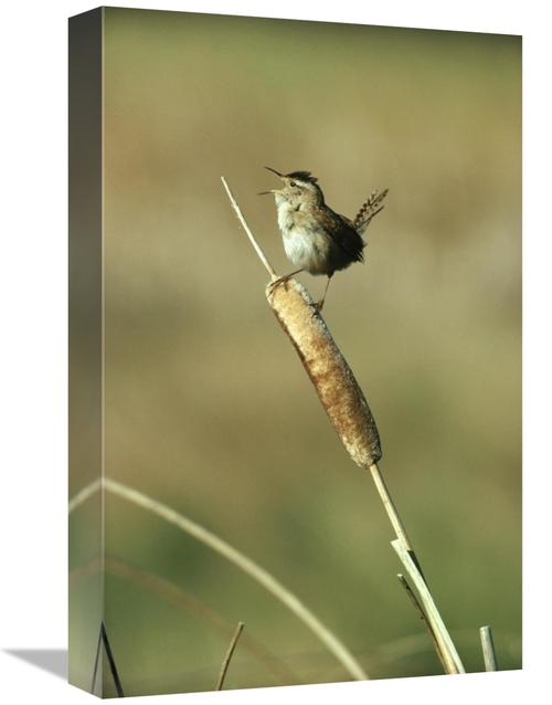 Global Gallery GCS-396802-1218-142 12 x 18 in. Marsh Wren Singing Whil