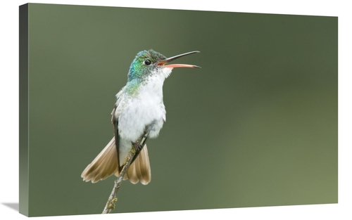 Global Gallery GCS-397320-2030-142 20 x 30 in. Andean Emerald Hummingb