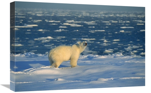 Global Gallery GCS-452506-1624-142 16 x 24 in. Polar Bear on Ice Field
