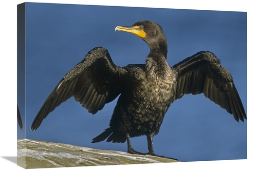 Global Gallery GCS-396469-1824-142 18 x 24 in. Double-Crested Cormoran