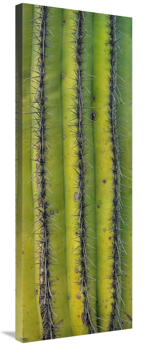 Global Gallery GCS-396506-40-142 40 in. Saguaro Cactus Close Up of Tru