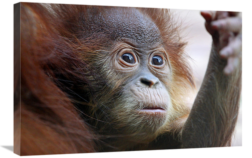 Global Gallery GCS-486564-30-142 30 in. Orangutan Baby Art Print - Vic