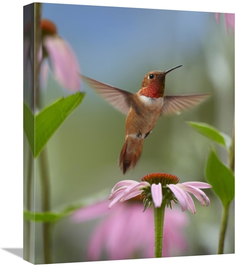 Global Gallery GCS-396280-1620-142 16 x 20 in. Rufous Hummingbird Male