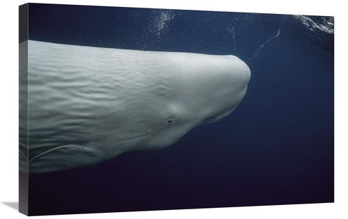 Global Gallery GCS-453546-2030-142 20 x 30 in. Sperm Whale White Morph