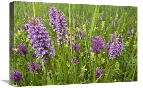 Global Gallery GCS-398317-1624-142 16 x 24 in. Broad-Leaved Marsh Orch