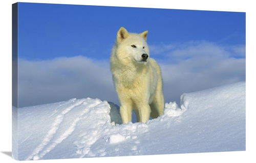 Global Gallery GCS-453304-2436-142 24 x 36 in. Arctic Wolf Portrait of
