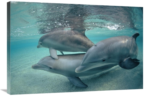 Global Gallery GCS-450669-2436-142 24 x 36 in. Bottlenose Dolphin Unde