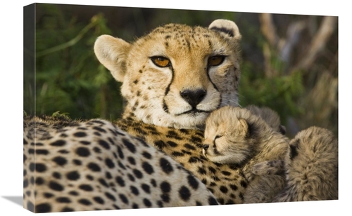 Global Gallery GCS-395866-1624-142 16 x 24 in. Cheetah Thirteen Day Ol