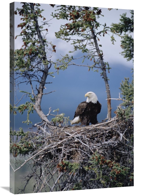 Global Gallery GCS-451903-2436-142 24 x 36 in. Bald Eagle Parent on Ne