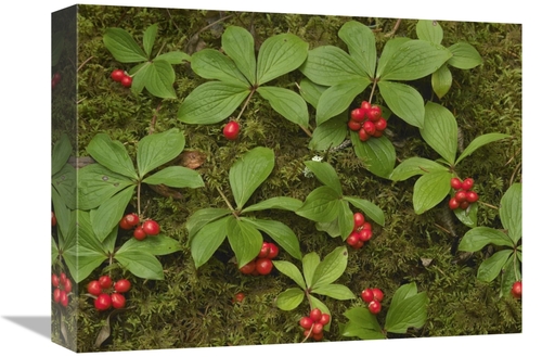 Global Gallery GCS-452180-1216-142 12 x 16 in. Bunchberry Growing Amid