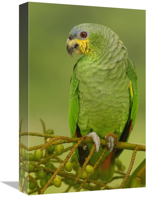 Global Gallery GCS-453218-1218-142 12 x 18 in. Orange-Winged Parrot Pe