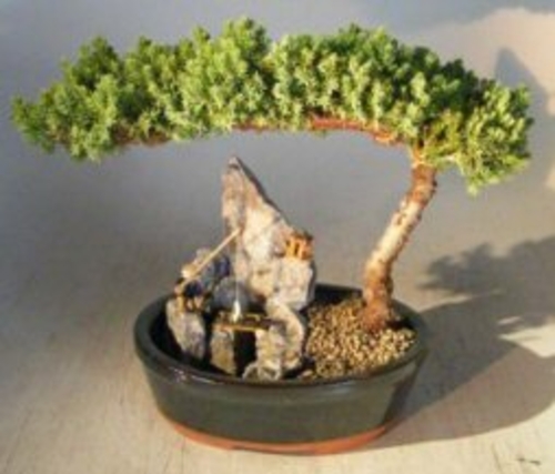 Juniper Bonsai Tree - LargeStone Landscape Scene(juniper procumbens