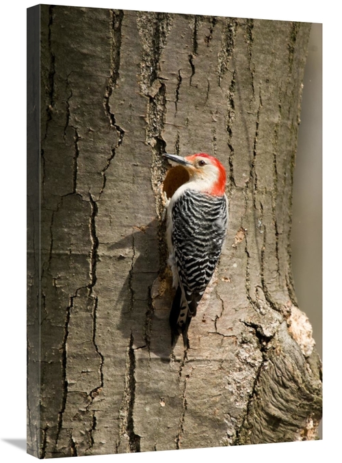 Global Gallery GCS-397421-2030-142 20 x 30 in. Red-Bellied Woodpecker 