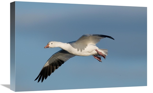 Global Gallery GCS-397412-1624-142 16 x 24 in. Snow Goose Flying, 