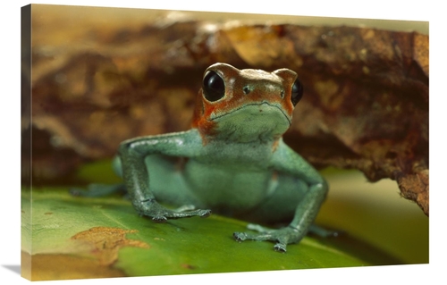 Global Gallery GCS-450777-2436-142 24 x 36 in. Strawberry Poison Dart 