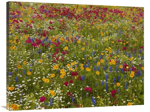 Global Gallery GCS-396084-3040-142 30 x 40 in. Drummonds Phlox Near We