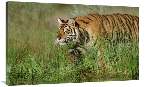 Global Gallery GCS-396565-44-142 44 in. Siberian Tiger Walking Through