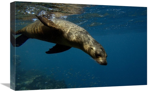 Global Gallery GCS-453049-1624-142 16 x 24 in. Galapagos Sea Lion Swim