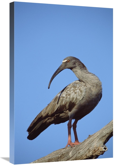 Global Gallery GCS-451473-2030-142 20 x 30 in. Plumbeous Ibis, Cai