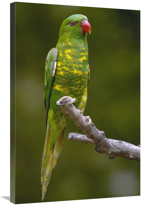 24 x 36 in. Scaly-Breasted Lorikeet, Brisbane, Australia Art P