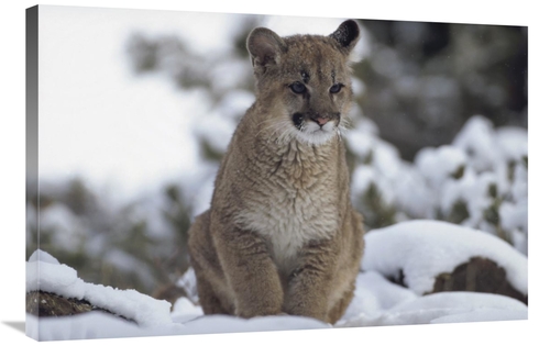 Global Gallery GCS-451958-2436-142 24 x 36 in. Mountain Lion Juvenile 