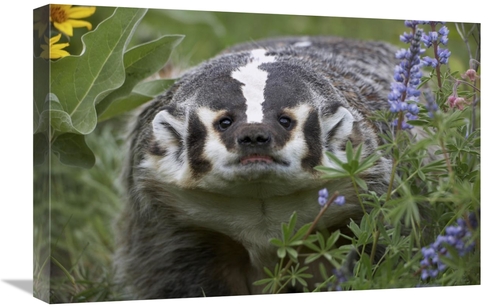 Global Gallery GCS-396166-1624-142 16 x 24 in. American Badger Amid Lu