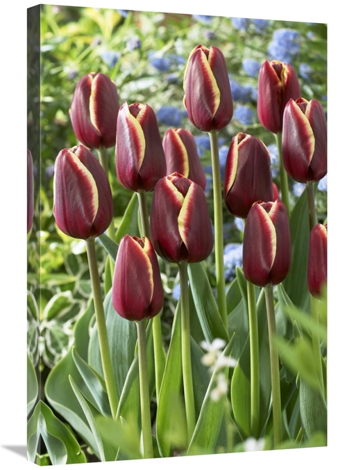 Global Gallery GCS-398346-2030-142 20 x 30 in. Tulip Key West Variety 