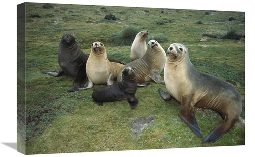 Global Gallery GCS-451622-1624-142 16 x 24 in. Hookers Sea Lion Cows &