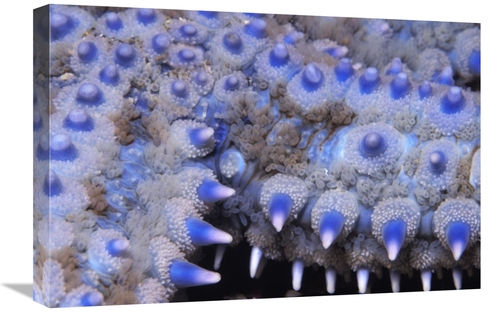 Global Gallery GCS-397588-1624-142 16 x 24 in. Spiny Starfish Close Up
