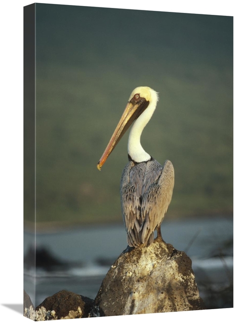 Global Gallery GCS-451206-1624-142 16 x 24 in. Brown Pelican, Urvi