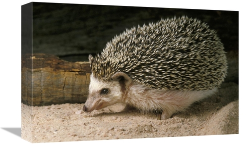 Global Gallery GCS-452901-1218-142 12 x 18 in. African Hedgehog Portra