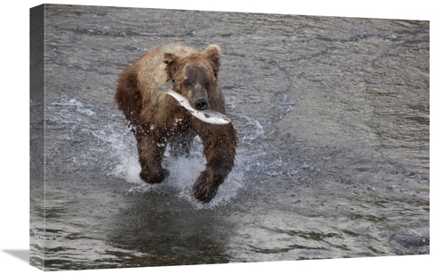 Global Gallery GCS-395393-1624-142 16 x 24 in. Grizzly Bear Young Male