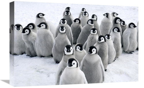 Global Gallery GCS-398276-1624-142 16 x 24 in. Emperor Penguin Chicks&