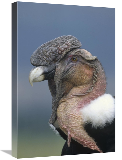 Global Gallery GCS-451234-1624-142 16 x 24 in. Andean Condor Male,