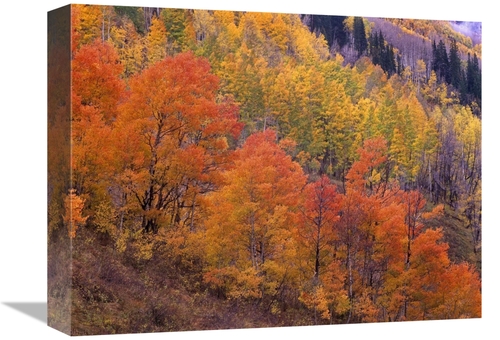 Global Gallery GCS-396989-1216-142 12 x 16 in. Aspen Grove in Fall Col