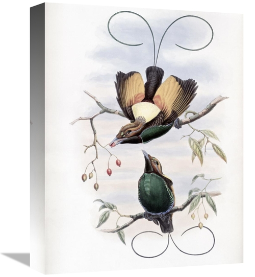 Global Gallery GCS-277761-16-142 16 in. Golden-Winged Bird of Paradise
