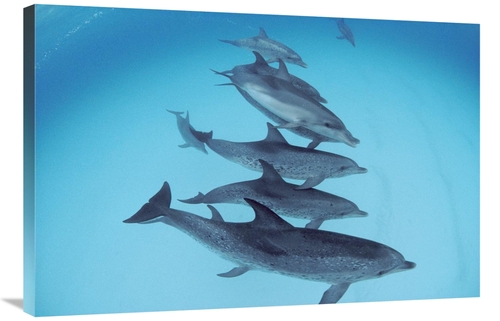 Global Gallery GCS-450672-2436-142 24 x 36 in. Bottlenose Dolphin Swim