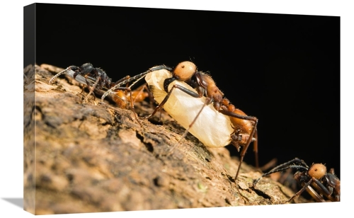 Global Gallery GCS-452690-1624-142 16 x 24 in. Army Ant Carrying Insec