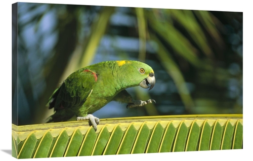 Global Gallery GCS-452473-2436-142 24 x 36 in. Yellow-Naped Parrot Wal