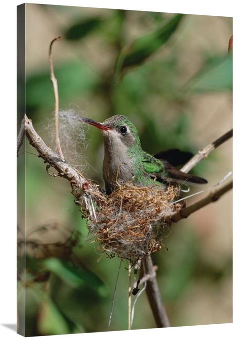 Global Gallery GCS-452538-2436-142 24 x 36 in. Broad-Billed Hummingbir