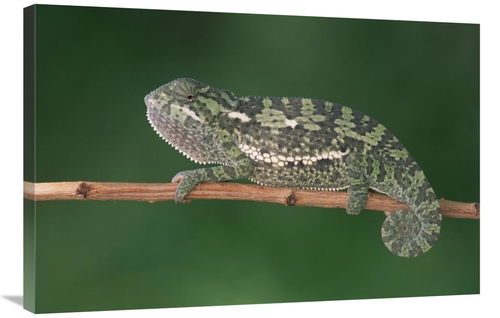 Global Gallery GCS-452986-2436-142 24 x 36 in. Flap-Necked Chameleon P