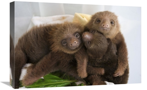 Global Gallery GCS-395856-1624-142 16 x 24 in. Hoffmanns Two-Toed Slot