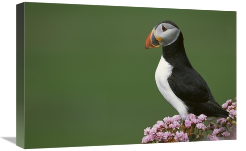 Global Gallery GCS-451751-1624-142 16 x 24 in. Atlantic Puffin on Clif